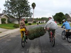 Christmas-tree shopping by bike